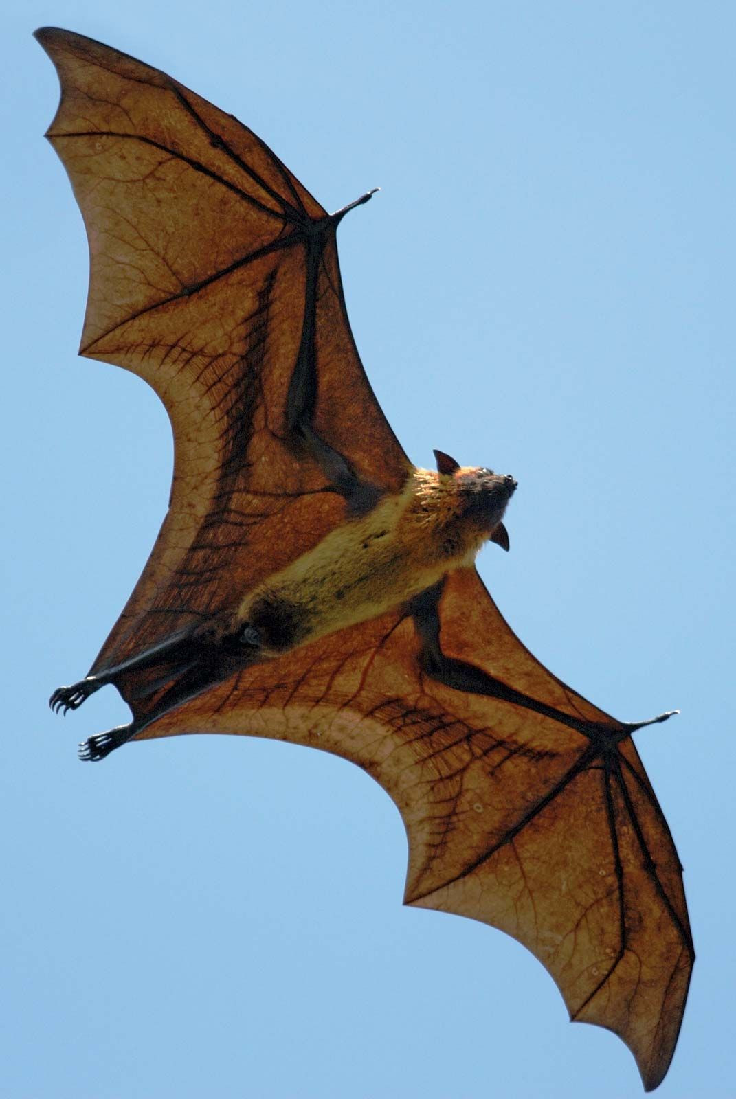 Indian Flying Fox Hanging Upside Down