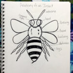 Bee Anatomy
