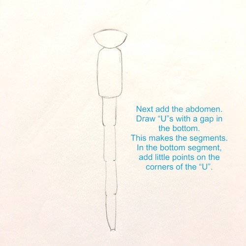 Damsel Fly Abdomen Drawing