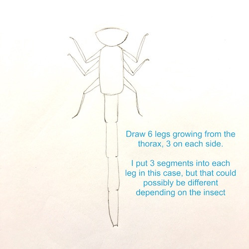Damsel Fly Legs Drawing