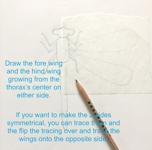 Damsel Fly Wings Drawing