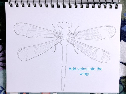 Damsel Fly Wing Veins Drawing