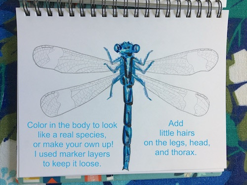 Damsel Fly Body Coloring Drawing