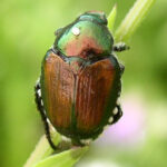 Japanese beetle with white dot on back