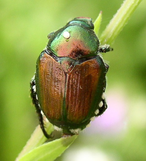 Japanese beetle with white dot on back