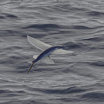 Flying Fish Leaping From The Ocean