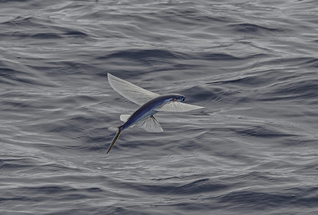 Flying Fish Leaping From The Ocean
