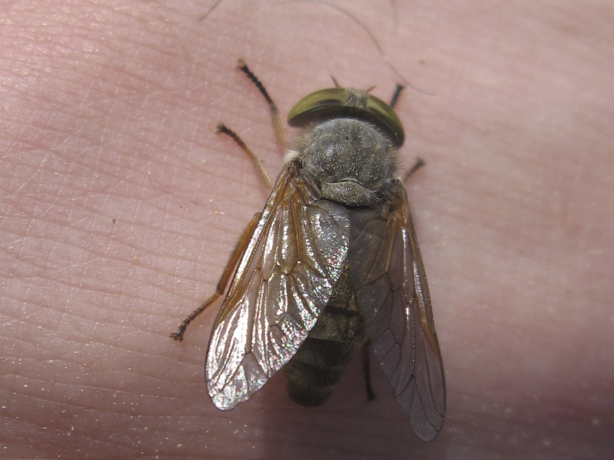 Close-up of a horse fly biting human skin, illustrating the tearing action