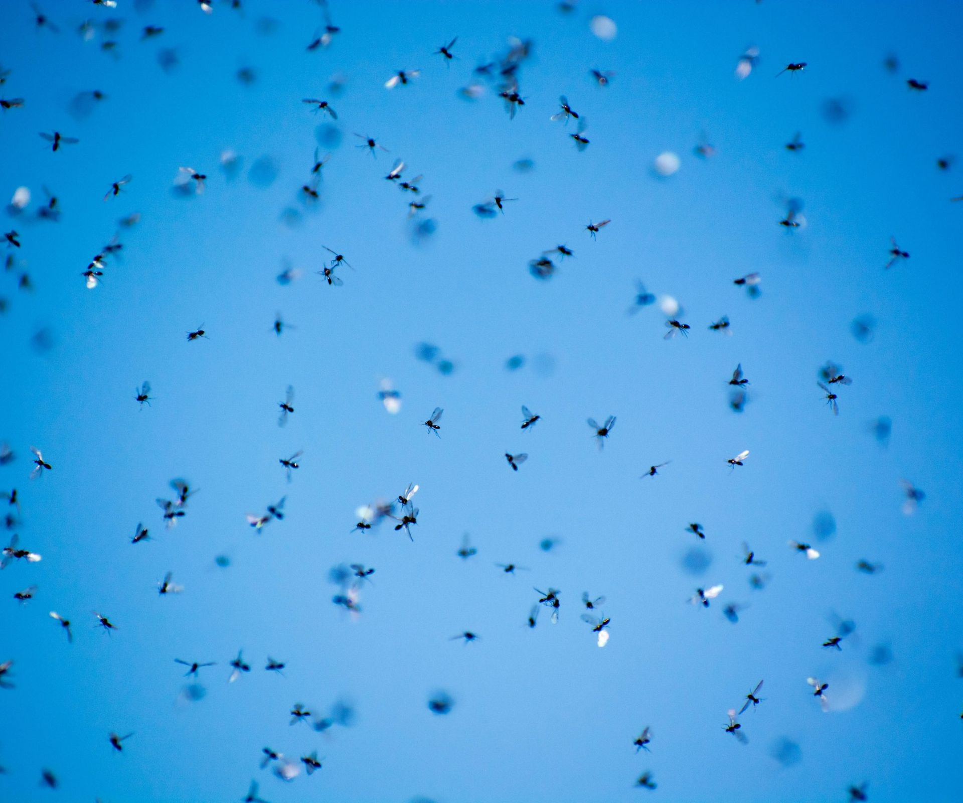Flying ants entering a bathroom through a window