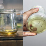 Honey and Fruit Fly Trap