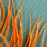 These ostrich barbules have consistently sharp tips and are tapered from a thick base.