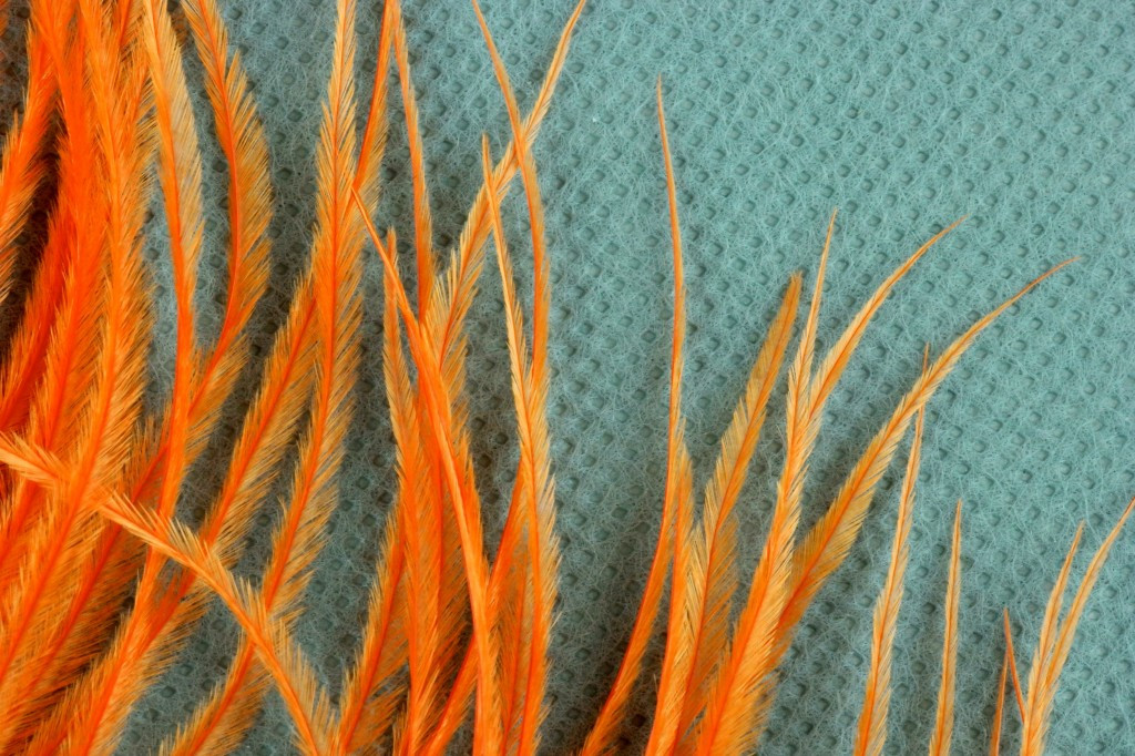 These ostrich barbules have consistently sharp tips and are tapered from a thick base.