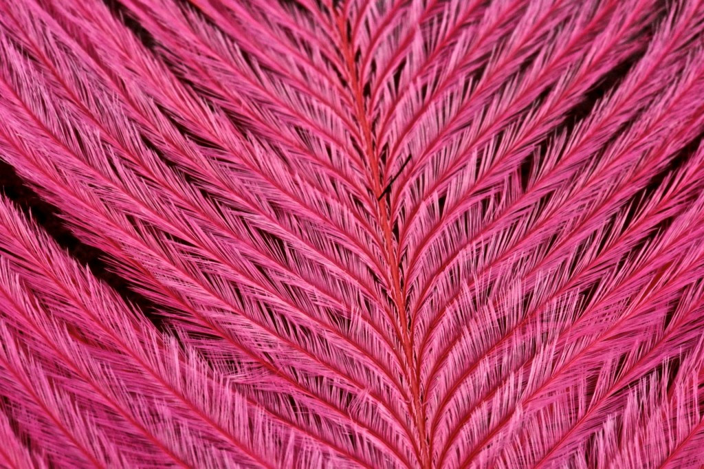 The fibers on this ostrich plume are not quite as firm at the base as on the orange plume, still reasonably firm though. 