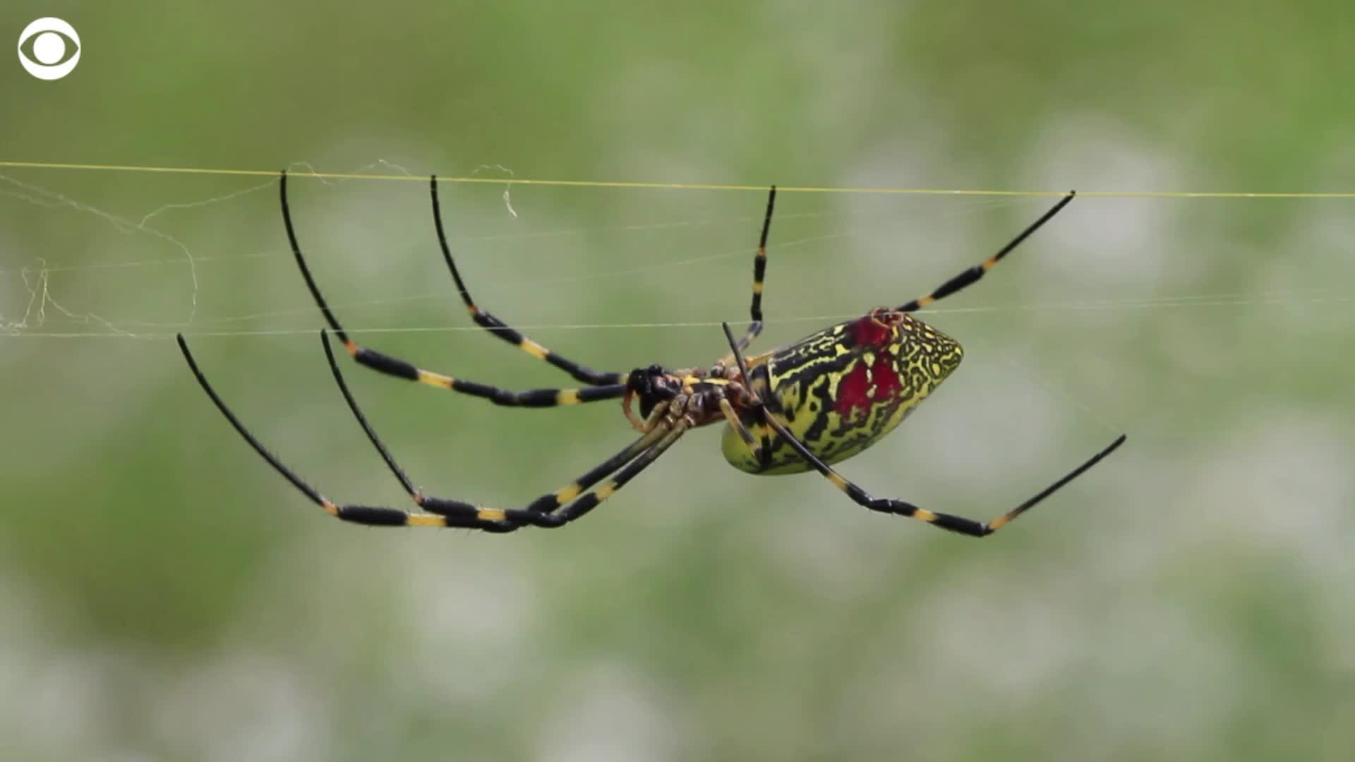 Joro Spider on Foliage: A Natural Habitat Scene