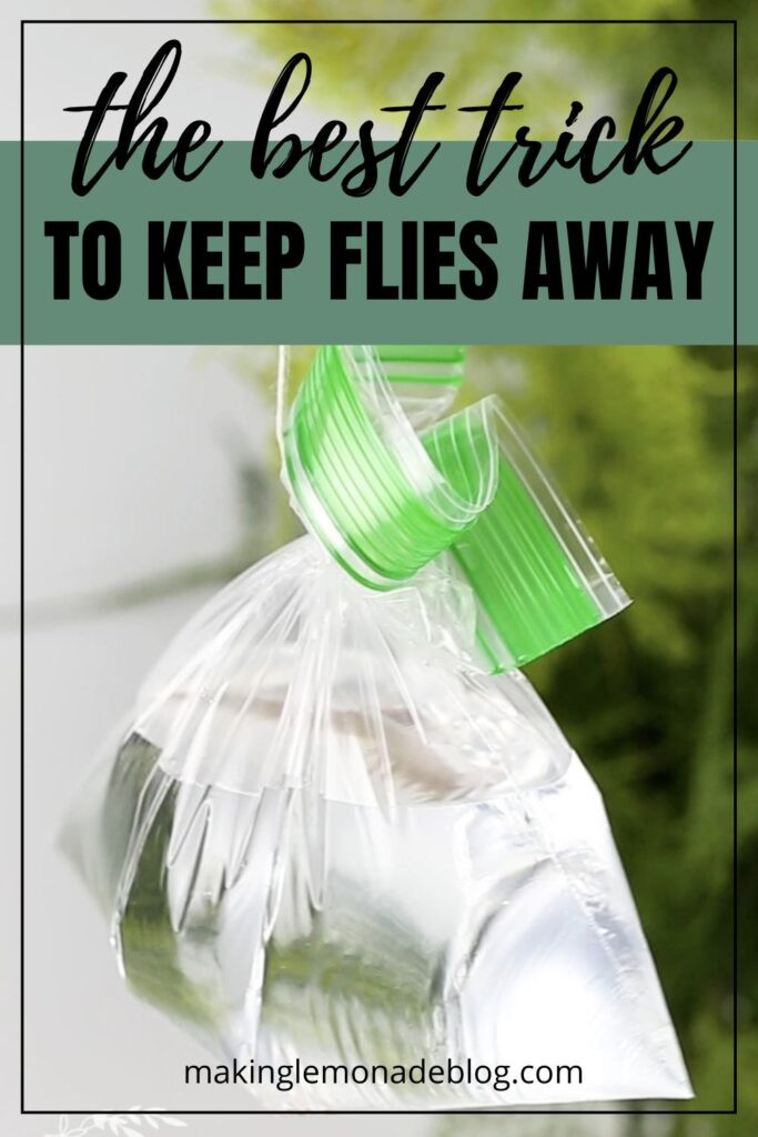 Basil plants in pots around a patio, naturally repelling flies