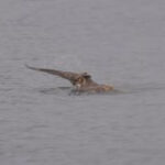 Great horned owl with open wings.