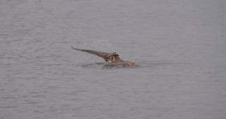 Great horned owl with open wings.