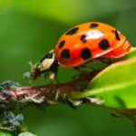 Ladybug eating aphids on a plant stem