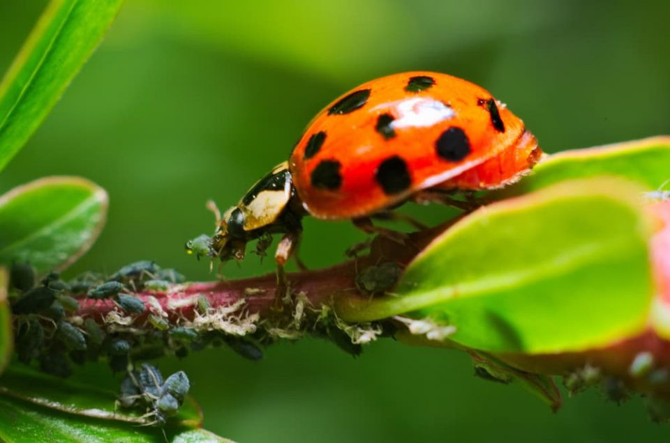 Ladybug eating aphids on a plant stem