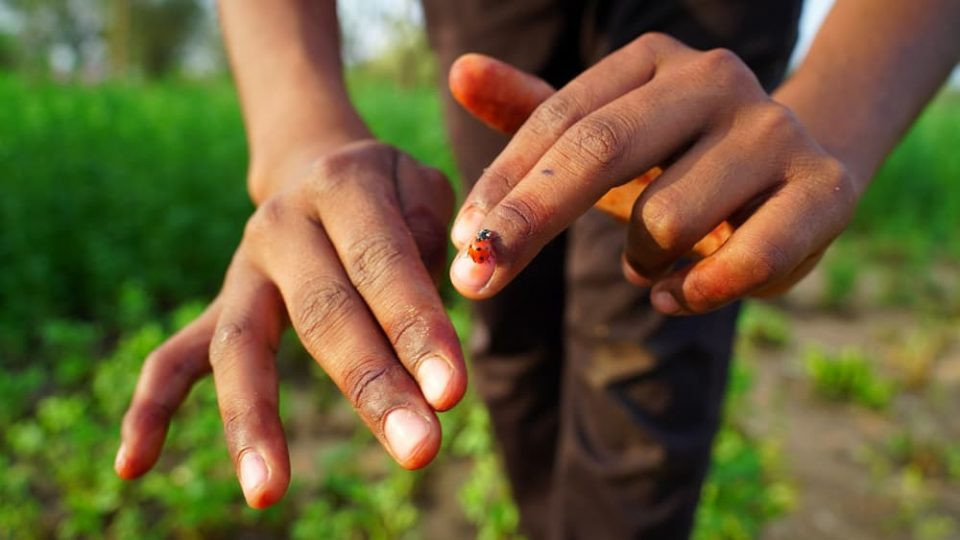 A ladybug crawling on a person