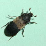 Larder beetle adult showing its distinctive cream-colored band with dark spots, important for aviation catering hygiene.