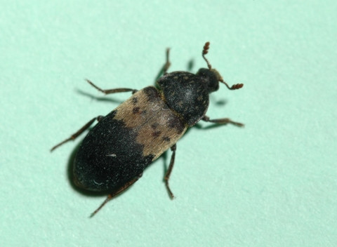 Larder beetle adult showing its distinctive cream-colored band with dark spots, important for aviation catering hygiene.