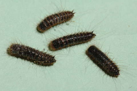 Larder beetle larvae showcasing their hairy appearance and distinctive spines, highlighting potential damage to aviation supplies.