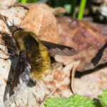 Fly on a leaf with its wings pointing upwards