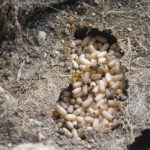 Exposed ant nest