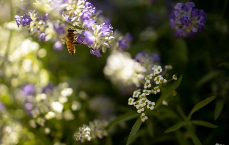 Lavender flowers in a garden