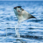 Mobula ray leaping out of the water