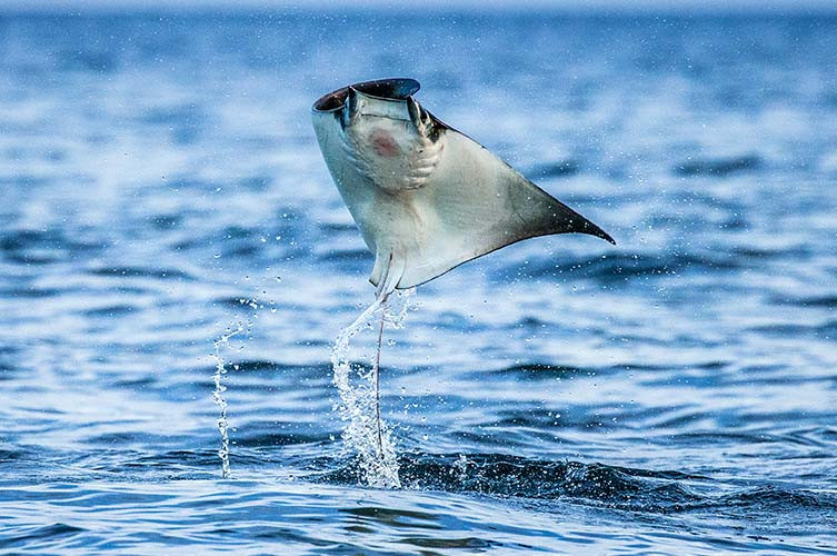 Mobula ray leaping out of the water