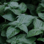 lemon balm fly repellent plant