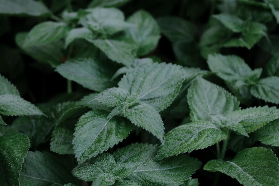 lemon balm fly repellent plant