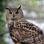 A long-eared owl perched on a branch amidst lush green foliage.