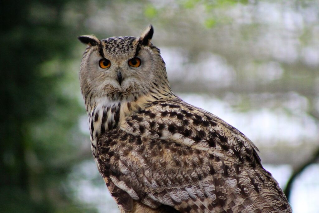 A long-eared owl perched on a branch amidst lush green foliage.