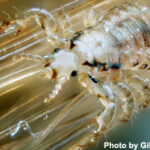 Close-up of head lice clinging to human hair