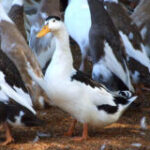 Magpie Duck