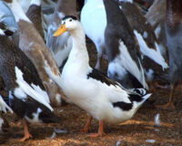 Magpie Duck