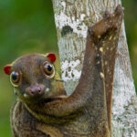 Malayan colugo showing its patagium, a membrane of skin used for gliding