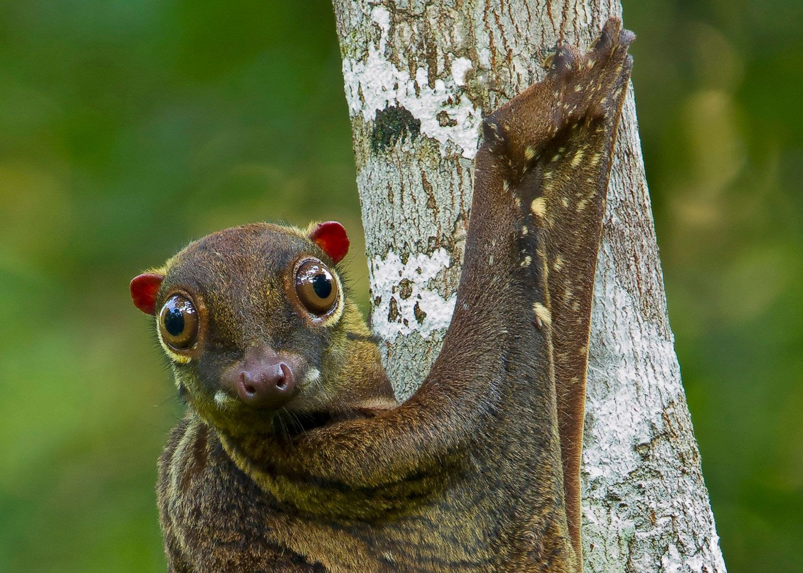 Malayan colugo showing its patagium, a membrane of skin used for gliding
