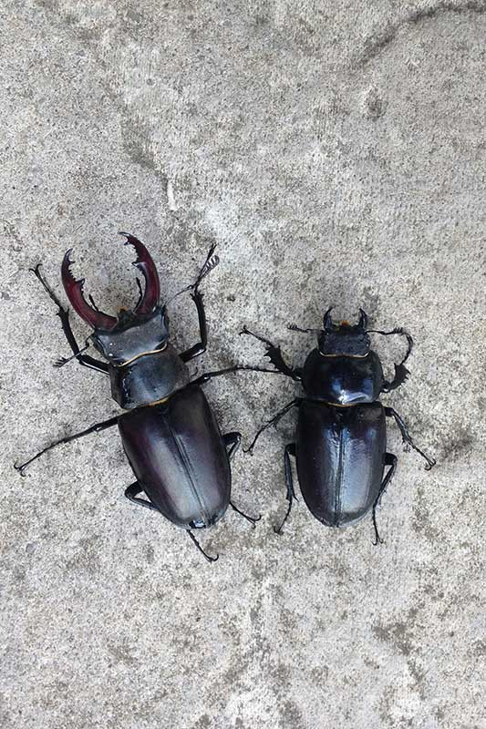 Male and female stag beetle side by side