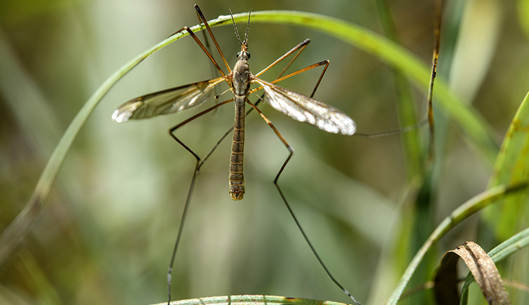 Crane fly on a green leaf