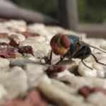 Mango Fruit Fly Life Cycle – Egg Larval Pupal Fly