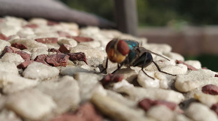 Mango Fruit Fly Life Cycle – Egg Larval Pupal Fly
