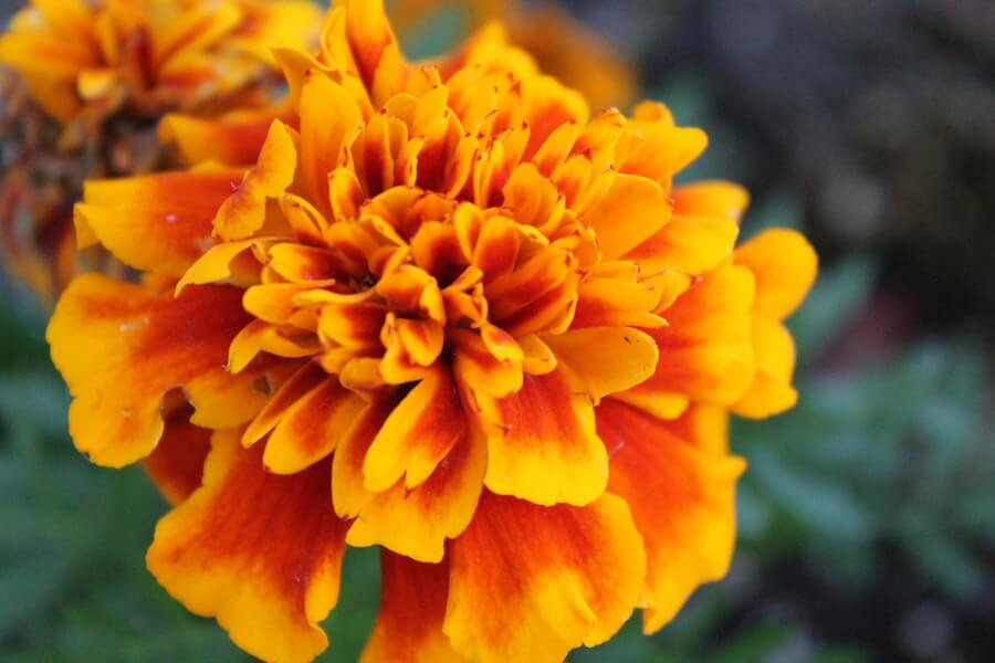 marigold fly repellent plant
