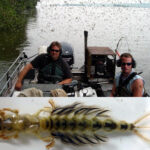 Mayflies have a double life