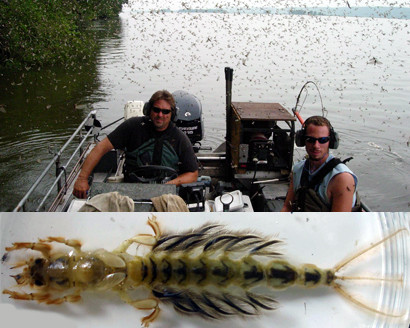 Mayflies have a double life