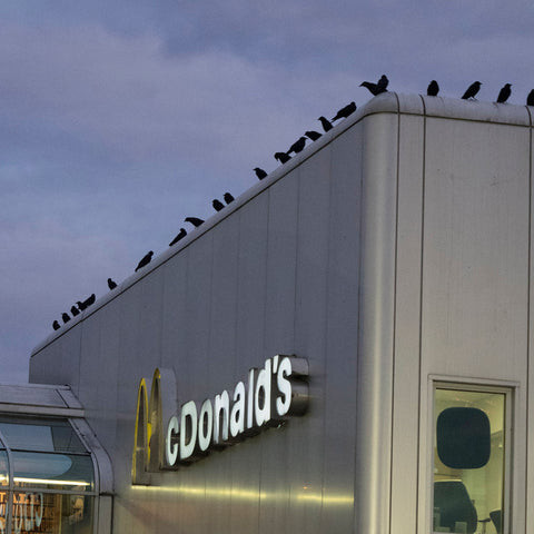 mcdonalds_crows