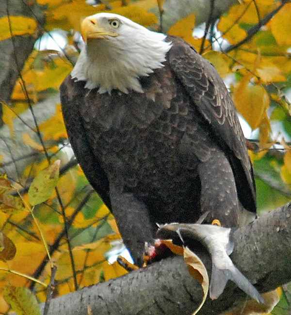 Bald Eagle Anatomy